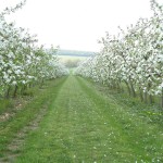 Le verger en fleur