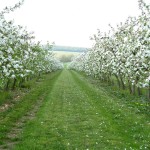 Les Vergers de Vaucelles en fleur